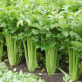 2021 New Crop Chinese High Quality Cheap Fresh Carrot Green Celery